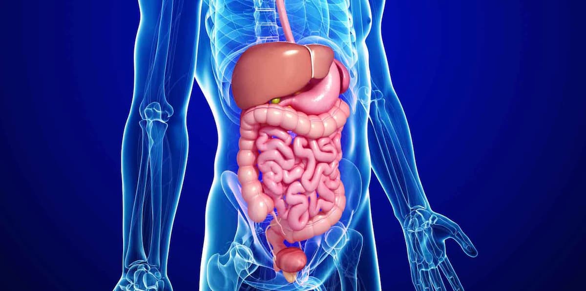 Bowel, Colorectal, Pancreatic, And Renal Cancer